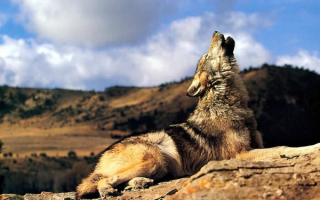 Воющий  волк