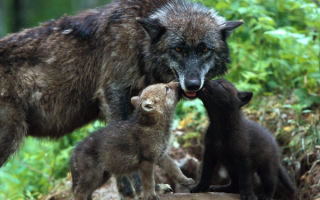 Волчица  с  волчатами