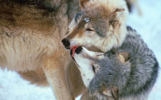 Волк  и  волчица