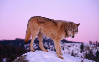Волк  в  горах