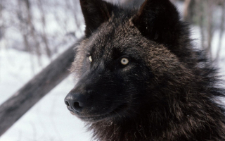 Черный  волк
