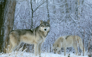 Волки  зимой