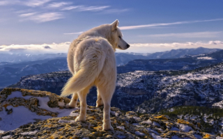 Белый волк в горах