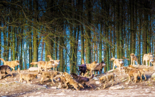 Большая волчья стая