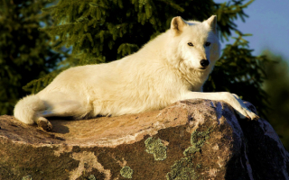 Вожак волчьей стаи