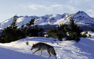 Волк взял след