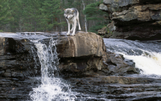 Волк на реке
