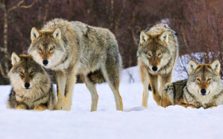 Волки