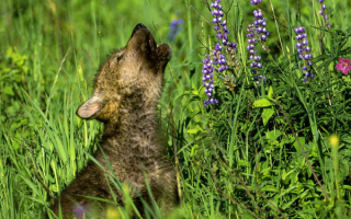 Волчонок заблудился
