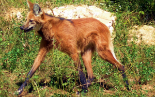 Гривастый волк