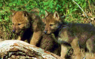 Два волчонка