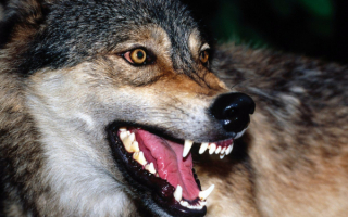 Звериный оскал волка