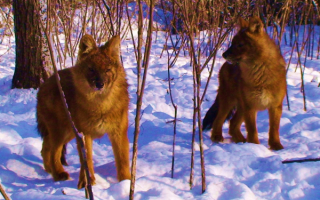 Красные волки