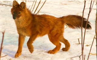 Красный волк