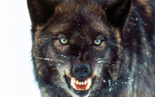 Матерый волк