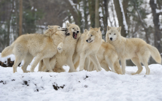 Стая волков в зимнем лесу