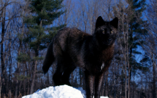 Черный волк в зимнем лесу