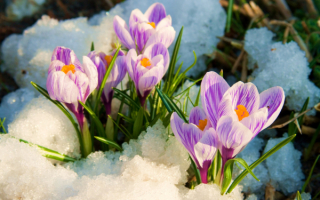 Цветы на весенней проталине