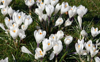 Цветы весны