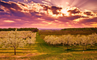 Деревья в весеннем наряде