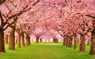 Деревья весны