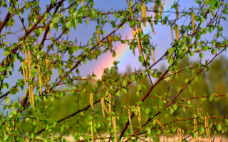 Береза весной