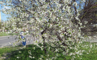 Весеннее дерево