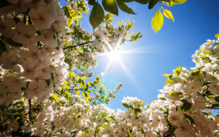 Весеннее солнце