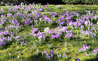 Весенние цветы