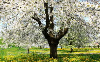 Весенняя яблоня