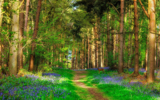 Весна в сосновом лесу