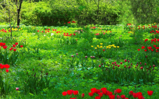 Весенние цветы