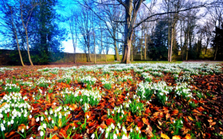 Первые весенние цветы