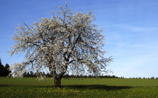 В поле весна