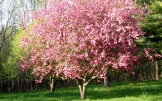 Весенние деревья