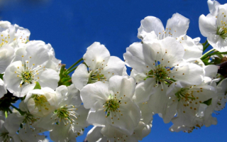 Весенняя ветка яблони