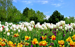 Тюльпаны весной