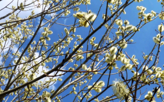 Весенняя верба