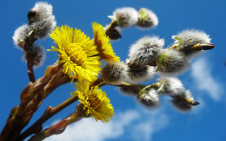 Весенний букетик