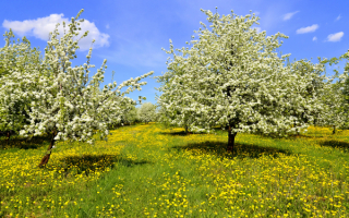 Красивая картинка про весну