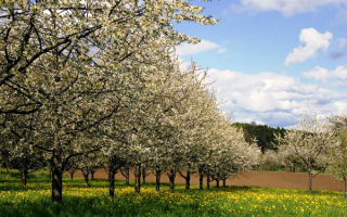 Картинка пришла весна