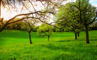 Весна пришла