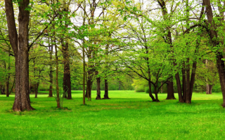 Зеленая весна