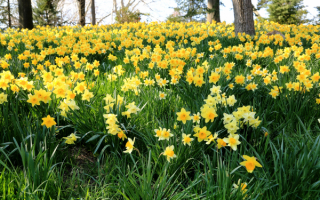 Цветы весны