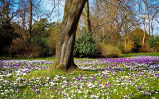 Весна цветы