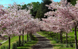 Весенняя аллея