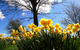 Весна в цвету