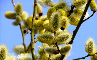 Весна идет верба цветет