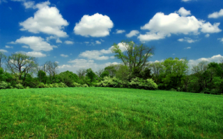 Поле лес облака весна