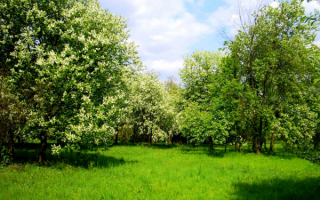 Белая черемуха весной